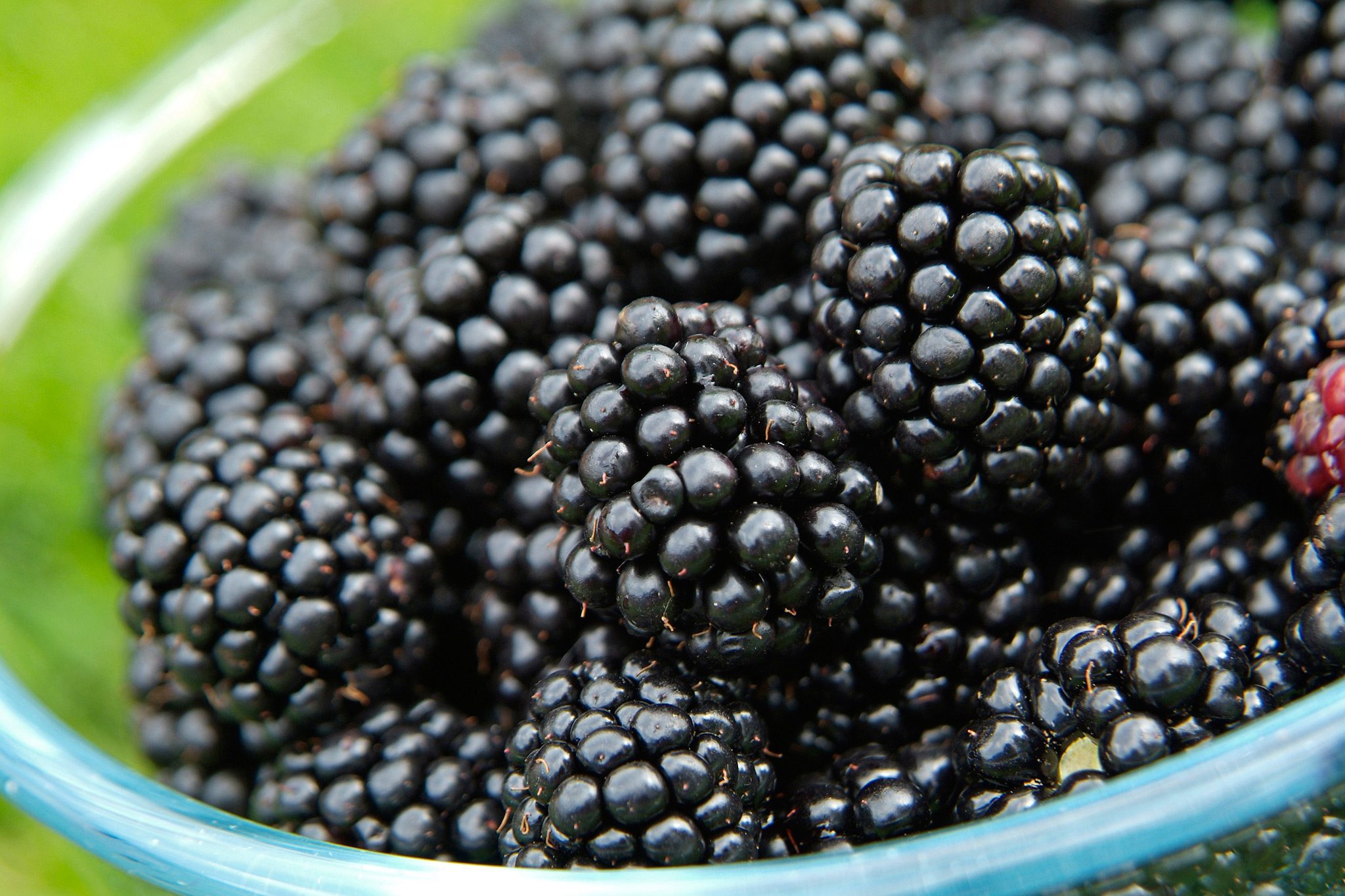 Black Berry